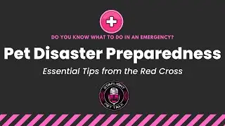 Pet Disaster Preparedness: Essential Tips from the Red Cross