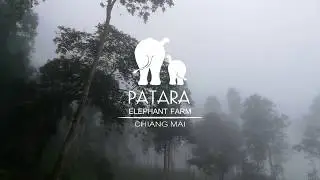 Early misty morning at Patara Elephant Farm