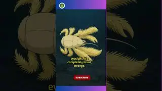Yeti Crab Facts You Won&rsquo;t Believe|#youtubeshorts #viralvideo #shorts #usa #ghibli #ytshorts