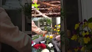 A vegetable garden in my small balcony 👩🏻&zwj;🌾🌱 Container Gardening