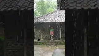 Calm Rain in a Quiet Courtyard  Ambient Sounds for Studying & Meditation