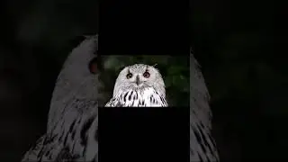 Owl Sounds at Night Sound Effect