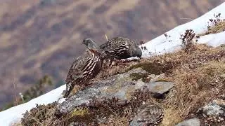 Snow Partridge in Tungnath | Birding Guide Chopta | Bird Photography Tour Chopta |Uttarakhand 