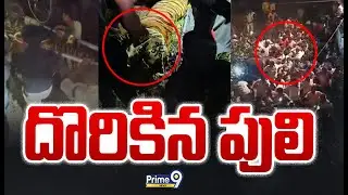 Tiger in Kurmapuram LIVE🔴| Rajahmundry | Prime9 News