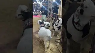 Dalfa Cattle Show 2025, Dalfa, Heavy Goat, Heavy Bakra, Teddy Bakra #short #shorts