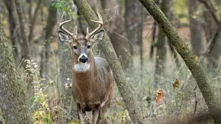 Maharashtra&rsquo;s Mysterious Forests | Untold Secrets of Indian Wilderness 🌿🦁🌱🍃