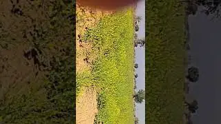 farming #farming #farmlife #farmer #nature RamswaroopgodaraBishnoi