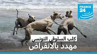 السلوقي التونسي: كنز تراثي مهدد بالانقراض • فرانس 24