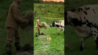 Abandoned cows on farm. #animals #healing #cow #love #family #friends #shortvideo #shorts