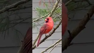Cardinal Ruby Up Close #cardinalbird #backyardbirding#birders #birdspotting#birdwatcher