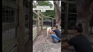 Incredible Deer Giving Birth | Beautiful Wildlife Birth Moment Caught on Camera
