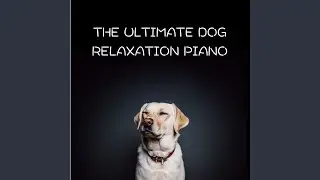 Calming Pet Piano