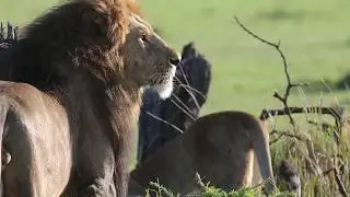 On Safari | Alex Walker's Serian