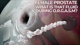 Female Ejaculation Explained: What&rsquo;s in That Fluid? | Female Prostate & Anatomy
