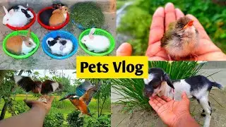 Kya Ajib Sa Chij Hai Yrr 😍 | Pets Vlog