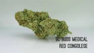 BCBM Red Congolese 2