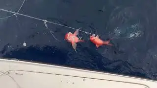 Se lleno el bote de cartuchos - Pesca Profunda (  