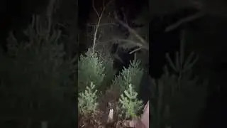 Late night tree tipping #viral #challenge  #christmas #wildlife #tree #vlog