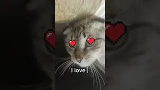 cat's love #Коты #Cats #고양이 #Katze #kat #猫 #fun #lovestory