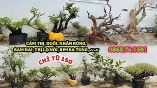 03/01/2026. CẨM THỊ, DUỐI, SAM HAI, NHÃN RỪNG, KIM SA TÙNG, SƠN TRÀ, THỊ LỌ NỒI,....v.v...