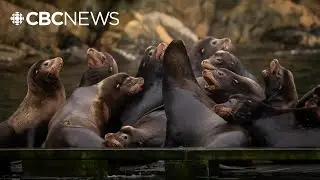 Pinniped experts blame visiting American sea lions for loud barking in B.C waters