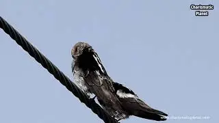 The streak-throated swallow or the Indian cliff swallow (Petrochelidon fluvicola)