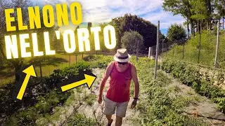 TUTTE LE NOSTRE COLTIVAZIONI A GIUGNO 2021 | Orto, Olivi, Viti, Frumento e Mais | Filips Country