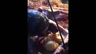 Turtle eats a Banana