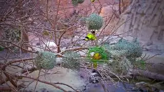 A Tiny Miracle: Watch This Bird Build a Home From Scratch (4K)