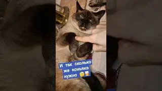 #catvideos #юмор #cat #kittencomedy #meow #chat #catlover #смешныекошки #comedy #funny #подпишись