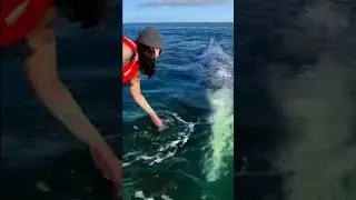 Wow!! This is beautiful. What's on her tattoo? C: Silversharkadventures #ocean #whale #whales