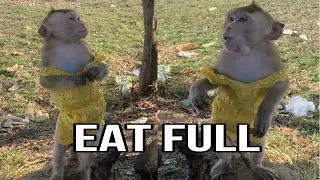 The smart monkey stands to eat funny food