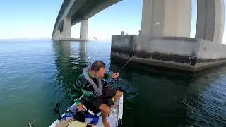 Corvinas no Tejo