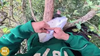 TOP 5 Most Dangerous Wild Honey Hunting Videos of 2025 ｜ Nomad Bee Hunter 9mt7p3XNYZE part2