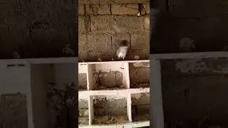 #viralvideo #rampore  #kabotar #ka #shok #star #pigeon #club #peshawar video on YouTube