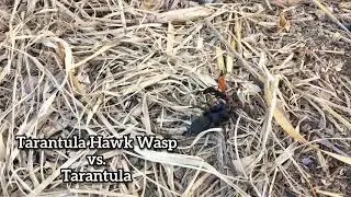 Tarantula Hawk Wasp vs. Chaetopelma olivaceum