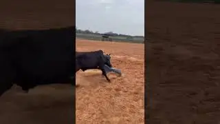Rodeo practice
