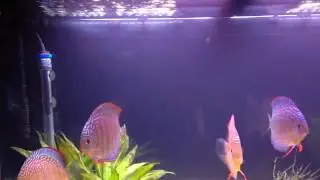 Fluval G3 spray bars