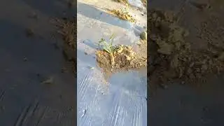 Video Title:How to Plant Watermelon Seeds: Covering & Watering Tips 🍉Hashtags:#farming