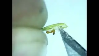 Budworm Found Needle Mining