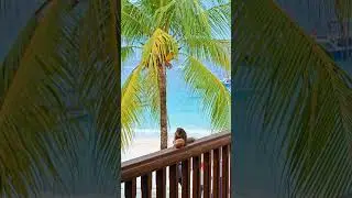 Paradise island #beach #travel #relaxing #chill #island #islandlife #squirrel #nature