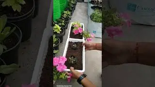 How to plant Petunia plant #gardeningaasaanhai