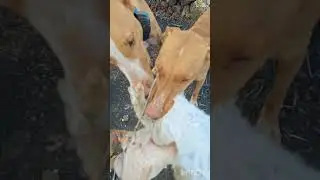 podenco canario vi&ntilde;oly 2024