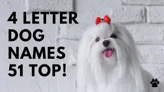 🐶 4 Letter Dog Names 51 SHORT 🐾 TOP 🐾 CUTE 🐾 Ideas | Names