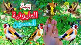 بتبة لتهيج طائر الحسون و تحفيزه على التغريد و الهيجان🔥🔥🔥🍀🦜🌿✅