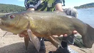 Tenca del embalse de la Jarosa 😜🎣🎣