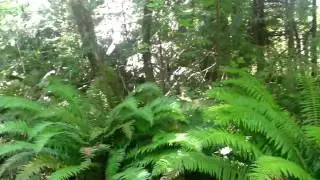 In whatcom falls park
