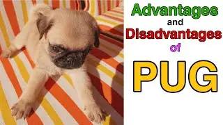 Advantages and disadvantages of pug dog in hindi