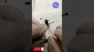 How to... Pin a Beetle! 🪲 (Insect Pinning Tutorial)