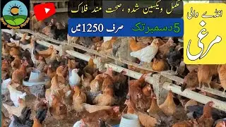 Golden misri hens for sale | golden misri desi murgi | ande wali murgi@everbrownfarms